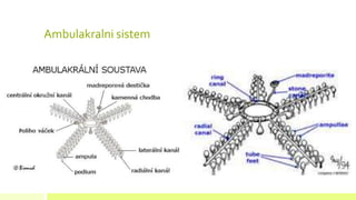 Ambulakralni sistem
 
