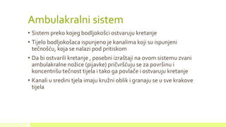 Ambulakralni sistem
• Sistem preko kojeg bodljokošci ostvaruju kretanje
• Tijelo bodljokošaca ispunjeno je kanalima koji su ispunjeni
tečnošću, koja se nalazi pod pritiskom
• Da bi ostvarili kretanje , posebni izraštaji na ovom sistemu zvani
ambulakralne nožice (pijavke) pričvršćuju se za površinu i
koncentrišu tečnost tijela i tako ga povlače i ostvaruju kretanje
• Kanali u sredini tjela imaju kružni oblik i granaju se u sve krakove
tijela
 