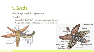 3. Građa
• Posjeduju trepljasti epidermis
• Skelet
• Unutrašnji, krečnjački, sa viseugaonim pločicama
• Na površini pločica nalaze se tuberkule (kvržice)
 