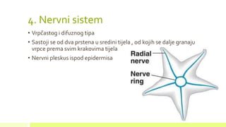 4. Nervni sistem
• Vrpčastog i difuznog tipa
• Sastoji se od dva prstena u sredini tijela , od kojih se dalje granaju
vrpce prema svim krakovima tijela
• Nervni pleskus ispod epidermisa
 