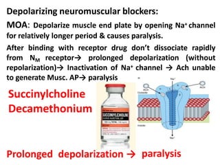 Prolonged depolarization → paralysis
Depolarizing neuromuscular blockers:
MOA: Depolarize muscle end plate by opening Na+ channel
for relatively longer period & causes paralysis.
After binding with receptor drug don’t dissociate rapidly
from NM receptor→ prolonged depolarization (without
repolarization)→ Inactivation of Na+ channel → Ach unable
to generate Musc. AP→ paralysis
Succinylcholine
Decamethonium
 