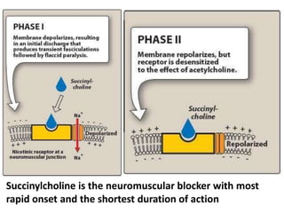 Succinylcholine is the neuromuscular blocker with most
rapid onset and the shortest duration of action
 