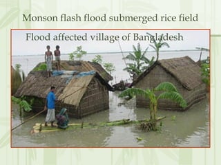 Submerged Rice Submergence tolerent rice varieties in Bangladesh | PPT