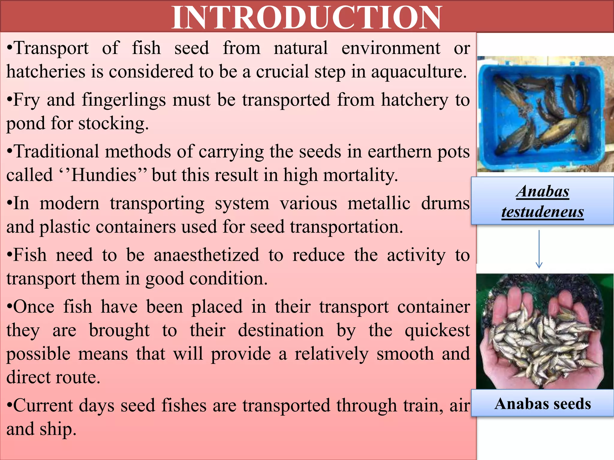 INTRODUCTION
•Transport of fish seed from natural environment or
hatcheries is considered to be a crucial step in aquaculture.
•Fry and fingerlings must be transported from hatchery to
pond for stocking.
•Traditional methods of carrying the seeds in earthern pots
called ‘’Hundies’’ but this result in high mortality.
•In modern transporting system various metallic drums
and plastic containers used for seed transportation.
•Fish need to be anaesthetized to reduce the activity to
transport them in good condition.
•Once fish have been placed in their transport container
they are brought to their destination by the quickest
possible means that will provide a relatively smooth and
direct route.
•Current days seed fishes are transported through train, air
and ship.
Anabas
testudeneus
Anabas seeds
 