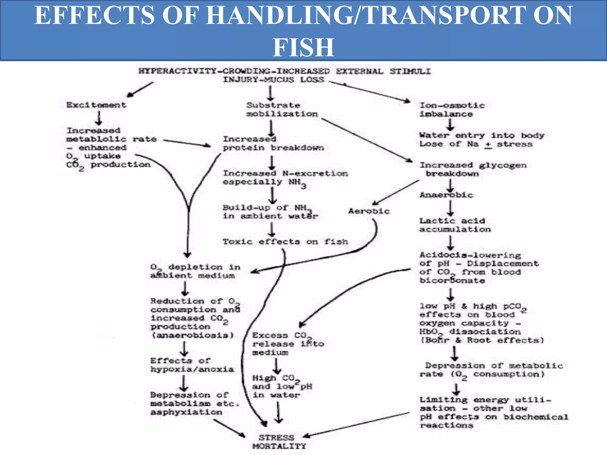 EFFECTS OF HANDLING/TRANSPORT ON
FISH
 