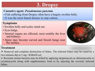 3. Dropsy
Symptoms
• Swollen belly and scales stand out.
• Eyes bulge.
• Internal organs are affected, most notably the liver
and kidneys.
• Spine may become curved and finsish hangs near
the surface.
Causative agent- Pseudomonas punctata
• Fish suffering from Dropsy often have a hugely swollen belly.
• It was the most feared disease in carp culture.
Treatment
 Removal and complete destruction of fishes. The infected fishes may be cured by a
two minutes dip in 5 mg / KMnO4 sol.
 Resistant strains bacteria may be killed by applying streptomycin or chloromycetin or
oxytetracyclin along with supplementary food or by injecting the severely infected
fishes.
 