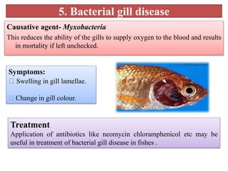 5. Bacterial gill disease
Causative agent- Myxobacteria
This reduces the ability of the gills to supply oxygen to the blood and results
in mortality if left unchecked.
Symptoms:
Swelling in gill lamellae.
Change in gill colour.
Treatment
Application of antibiotics like neomycin chloramphenicol etc may be
useful in treatment of bacterial gill disease in fishes .
 