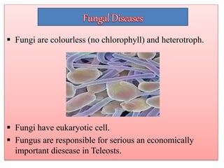 Fungi are colourless (no chlorophyll) and heterotroph.
 Fungi have eukaryotic cell.
 Fungus are responsible for serious an economically
important diesease in Teleosts.
 