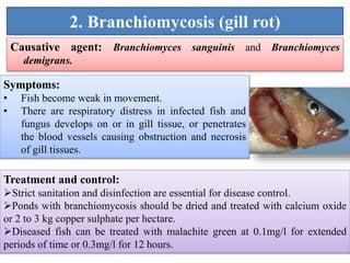2. Branchiomycosis (gill rot)
Causative agent: Branchiomyces sanguinis and Branchiomyces
demigrans.
Symptoms:
• Fish become weak in movement.
• There are respiratory distress in infected fish and
fungus develops on or in gill tissue, or penetrates
the blood vessels causing obstruction and necrosis
of gill tissues.
Treatment and control:
Strict sanitation and disinfection are essential for disease control.
Ponds with branchiomycosis should be dried and treated with calcium oxide
or 2 to 3 kg copper sulphate per hectare.
Diseased fish can be treated with malachite green at 0.1mg/l for extended
periods of time or 0.3mg/l for 12 hours.
 