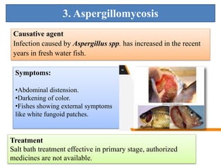 3. Aspergillomycosis
Causative agent
Infection caused by Aspergillus spp. has increased in the recent
years in fresh water fish.
Symptoms:
•Abdominal distension.
•Darkening of color.
•Fishes showing external symptoms
like white fungoid patches.
Treatment
Salt bath treatment effective in primary stage, authorized
medicines are not available.
 