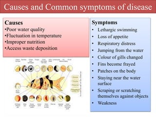 Causes and Common symptoms of disease
Symptoms
• Lethargic swimming
• Loss of appetite
• Respiratory distress
• Jumping from the water
• Colour of gills changed
• Fins become frayed
• Patches on the body
• Staying near the water
surface
• Scraping or scratching
themselves against objects
• Weakness
Causes
•Poor water quality
•Fluctuation in temperature
•Improper nutrition
•Access waste deposition
 