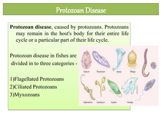 Protozoan Disease
Protozoan disease, caused by protozoans. Protozoans
may remain in the host's body for their entire life
cycle or a particular part of their life cycle.
Protozoan disease in fishes are
divided in to three categories -
1)Flagellated Protozoans
2)Ciliated Protozoans
3)Myxozoans
 