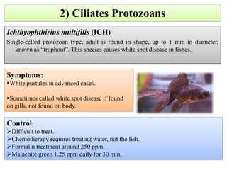 2) Ciliates Protozoans
Ichthyophthirius multifilis (ICH)
Single-celled protozoan type, adult is round in shape, up to 1 mm in diameter,
known as “trophont”. This species causes white spot disease in fishes.
Symptoms:
White pustules in advanced cases.
Sometimes called white spot disease if found
on gills, not found on body.
Control:
Difficult to treat.
Chemotherapy requires treating water, not the fish.
Formalin treatment around 250 ppm.
Malachite green 1.25 ppm daily for 30 min.
 