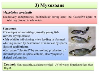 3) Myxozoans
Myxobolus cerebralis
Exclusively endoparasites, multicellular during adult life. Causative agent of
Whirling disease in salmonids.
Symptoms:
Development in cartilage, usually young fish,
carriers asymptomatic.
fish exhibits tail chasing when feeding or alarmed,
whirling caused by destruction of inner ear by spores
(loss of equilibrium).
Can cause “blacktail” by controlling production of
chromatophores in spinal column, also “pugnose”,
skeletal deformities.
Control: Non-treatable, avoidance critical UV of water, filtration to less than
10 μM.
 