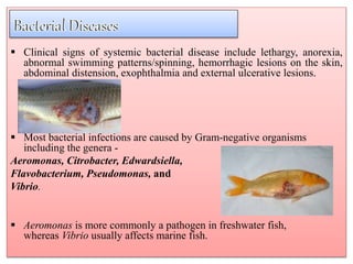  Clinical signs of systemic bacterial disease include lethargy, anorexia,
abnormal swimming patterns/spinning, hemorrhagic lesions on the skin,
abdominal distension, exophthalmia and external ulcerative lesions.
 Most bacterial infections are caused by Gram-negative organisms
including the genera -
Aeromonas, Citrobacter, Edwardsiella,
Flavobacterium, Pseudomonas, and
Vibrio.
 Aeromonas is more commonly a pathogen in freshwater fish,
whereas Vibrio usually affects marine fish.
 
