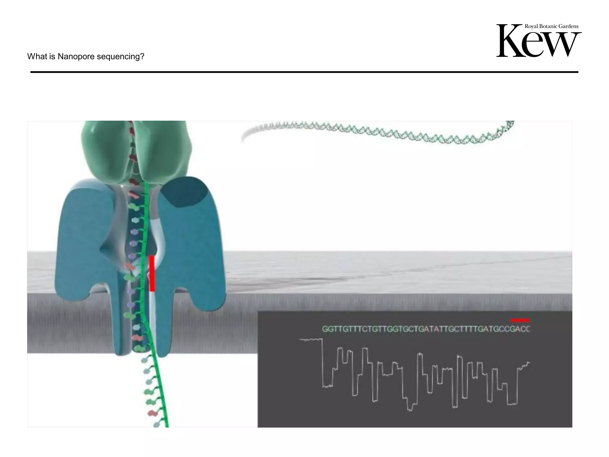 Single-molecule real-time (SMRT) Nanopore sequencing for Plant ...