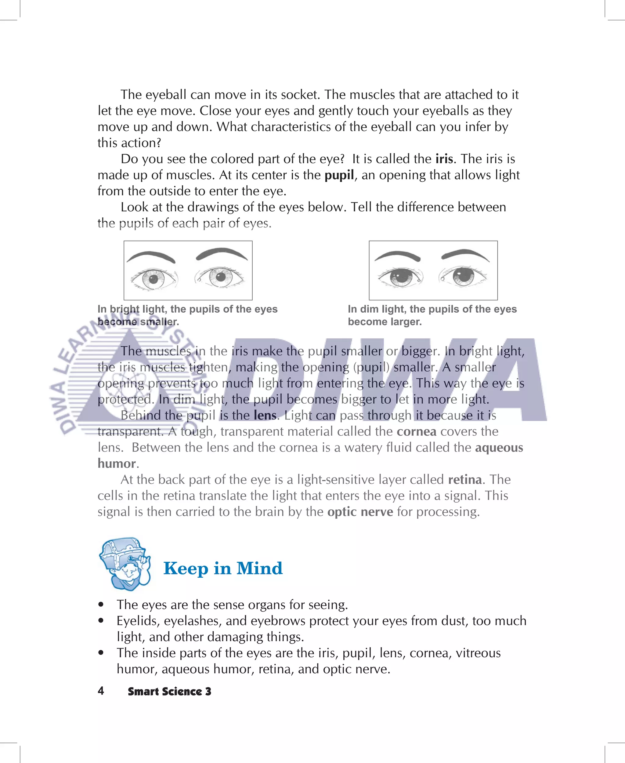 The eyeball can move in its socket. The muscles that are attached to it
let the eye move. Close your eyes and gently touch your eyeballs as they
move up and down. What characteristics of the eyeball can you infer by
this action?
     Do you see the colored part of the eye? It is called the iris. The iris is
made up of muscles. At its center is the pupil, an opening that allows light
from the outside to enter the eye.
     Look at the drawings of the eyes below. Tell the difference between
the pupils of each pair of eyes.




In bright light, the pupils of the eyes       In dim light, the pupils of the eyes
become smaller.                               become larger.

    The muscles in the iris make the pupil smaller or bigger. In bright light,
the iris muscles tighten, making the opening (pupil) smaller. A smaller
opening prevents too much light from entering the eye. This way the eye is
protected. In dim light, the pupil becomes bigger to let in more light.
    Behind the pupil is the lens. Light can pass through it because it is
transparent. A tough, transparent material called the cornea covers the
lens. Between the lens and the cornea is a watery ﬂuid called the aqueous
humor.
    At the back part of the eye is a light-sensitive layer called retina. The
cells in the retina translate the light that enters the eye into a signal. This
signal is then carried to the brain by the optic nerve for processing.




• The eyes are the sense organs for seeing.
• Eyelids, eyelashes, and eyebrows protect your eyes from dust, too much
  light, and other damaging things.
• The inside parts of the eyes are the iris, pupil, lens, cornea, vitreous
  humor, aqueous humor, retina, and optic nerve.
4     Smart Science 3
 