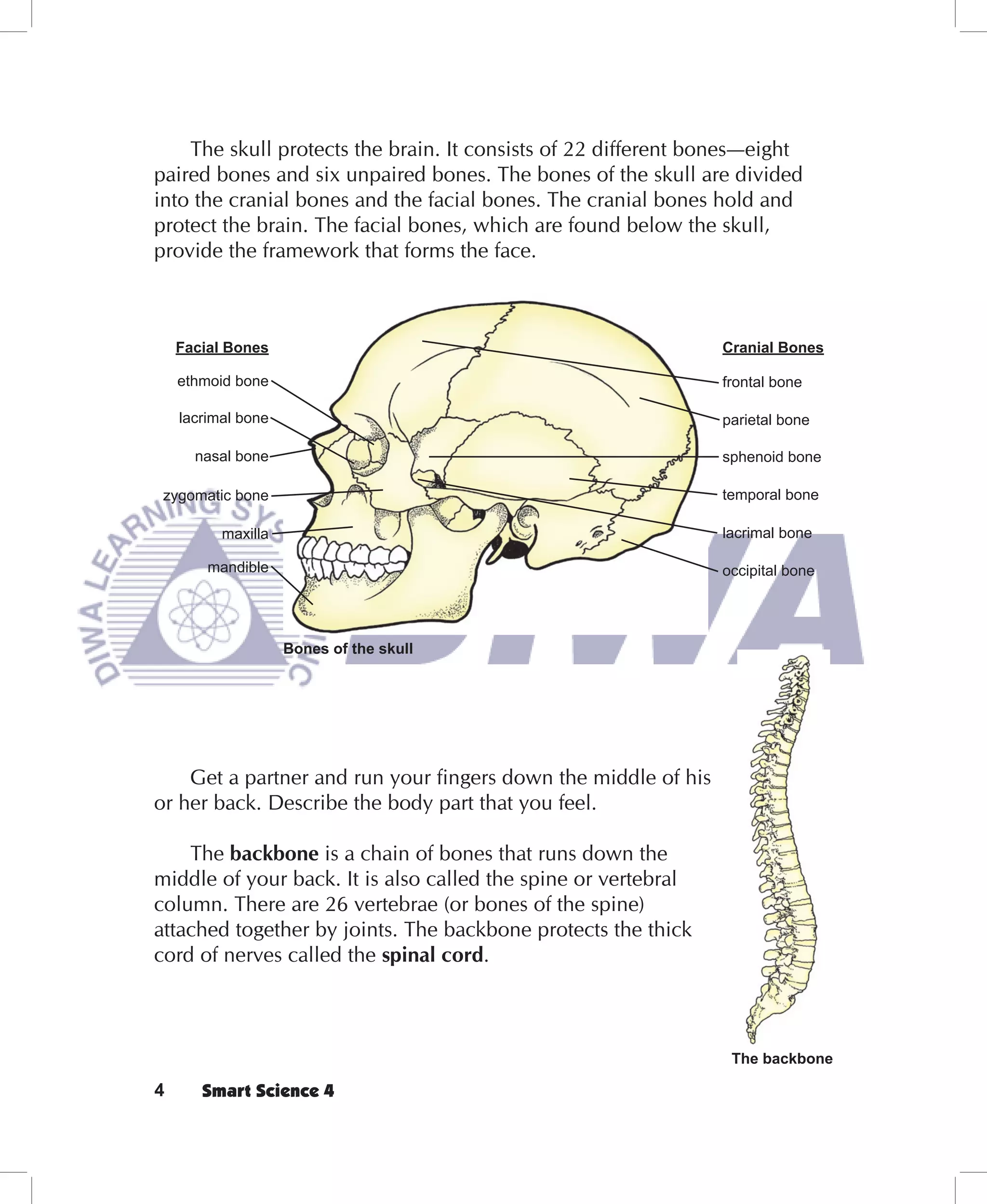 The skull protects the brain. It consists of 22 different bones—eight
paired bones and six unpaired bones. The bones of the skull are divided
into the cranial bones and the facial bones. The cranial bones hold and
protect the brain. The facial bones, which are found below the skull,
provide the framework that forms the face.



    Facial Bones                                                Cranial Bones

    ethmoid bone                                                frontal bone

    lacrimal bone                                               parietal bone

      nasal bone                                                sphenoid bone

 zygomatic bone                                                 temporal bone

          maxilla                                               lacrimal bone

        mandible                                                occipital bone




                    Bones of the skull




    Get a partner and run your fingers down the middle of his
or her back. Describe the body part that you feel.

    The backbone is a chain of bones that runs down the
middle of your back. It is also called the spine or vertebral
column. There are 26 vertebrae (or bones of the spine)
attached together by joints. The backbone protects the thick
cord of nerves called the spinal cord.



                                                                 The backbone

4      Smart Science 4
 
