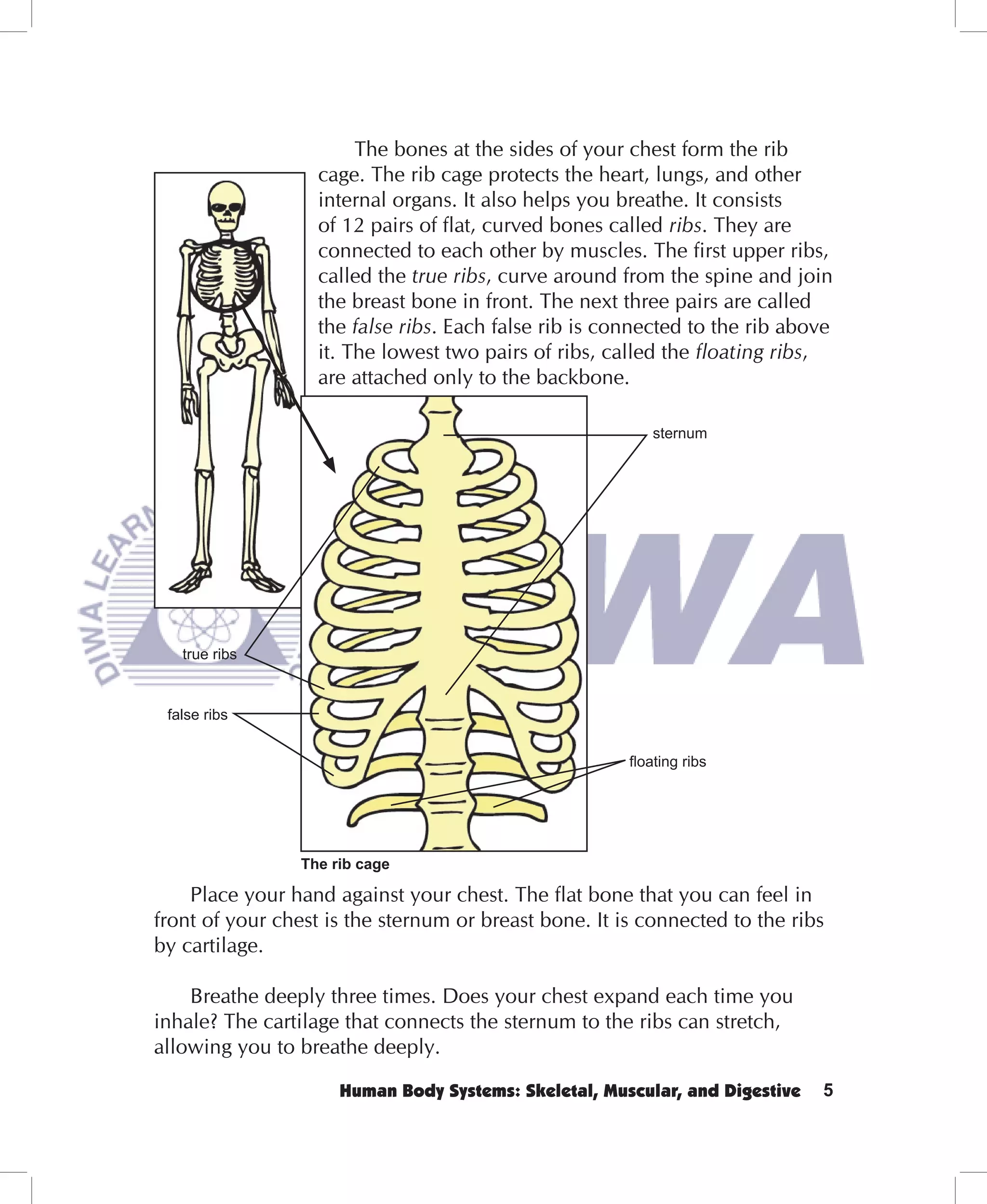 The bones at the sides of your chest form the rib
                   cage. The rib cage protects the heart, lungs, and other
                   internal organs. It also helps you breathe. It consists
                   of 12 pairs of flat, curved bones called ribs. They are
                   connected to each other by muscles. The first upper ribs,
                   called the true ribs, curve around from the spine and join
                   the breast bone in front. The next three pairs are called
                   the false ribs. Each false rib is connected to the rib above
                   it. The lowest two pairs of ribs, called the floating ribs,
                   are attached only to the backbone.

                                                          sternum




   true ribs



 false ribs


                                                       ﬂoating ribs




                 The rib cage

    Place your hand against your chest. The flat bone that you can feel in
front of your chest is the sternum or breast bone. It is connected to the ribs
by cartilage.

    Breathe deeply three times. Does your chest expand each time you
inhale? The cartilage that connects the sternum to the ribs can stretch,
allowing you to breathe deeply.

                      Human Body Systems: Skeletal, Muscular, and Digestive   5
 