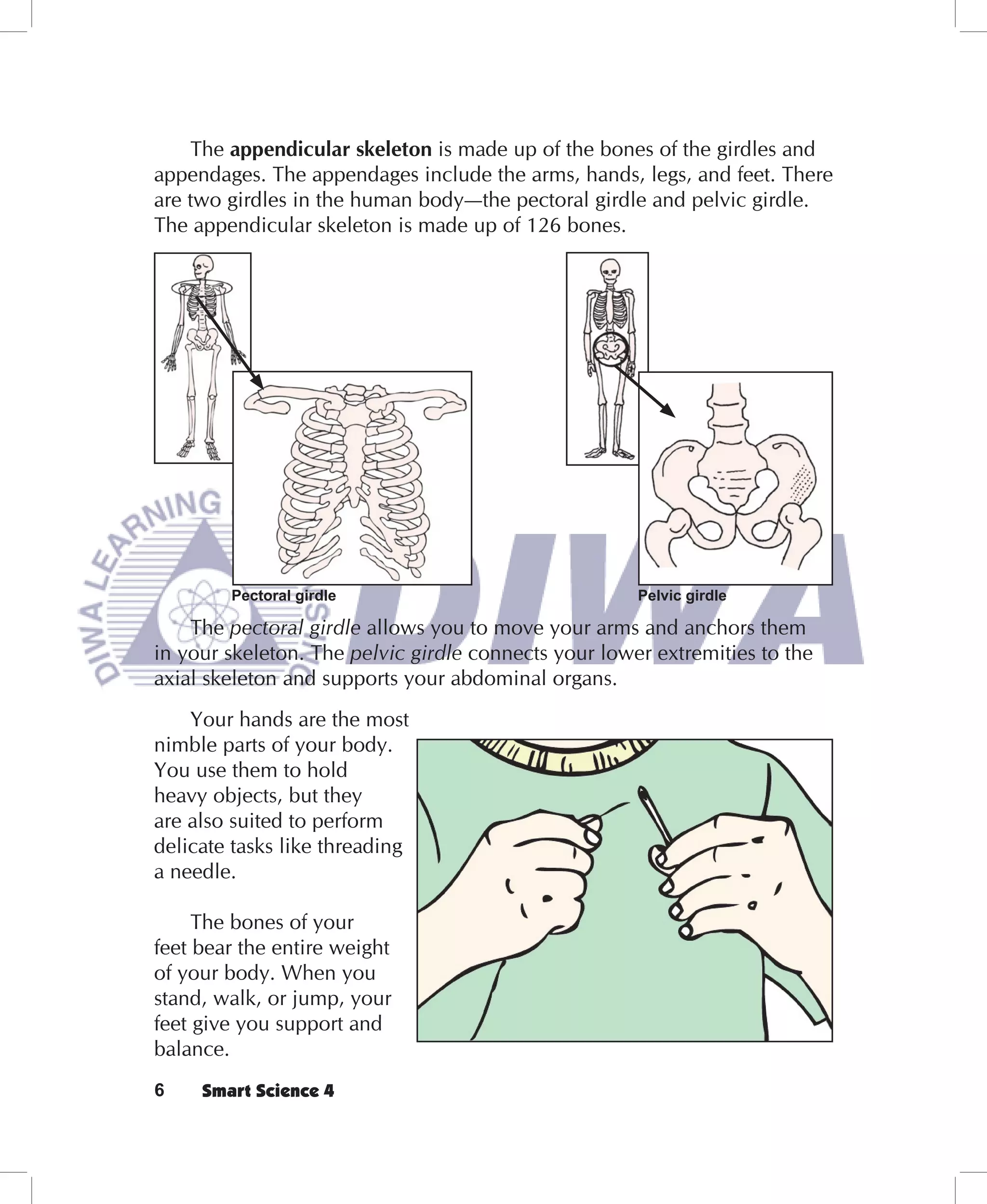 The appendicular skeleton is made up of the bones of the girdles and
appendages. The appendages include the arms, hands, legs, and feet. There
are two girdles in the human body—the pectoral girdle and pelvic girdle.
The appendicular skeleton is made up of 126 bones.




        Pectoral girdle                               Pelvic girdle

    The pectoral girdle allows you to move your arms and anchors them
in your skeleton. The pelvic girdle connects your lower extremities to the
axial skeleton and supports your abdominal organs.
    Your hands are the most
nimble parts of your body.
You use them to hold
heavy objects, but they
are also suited to perform
delicate tasks like threading
a needle.

     The bones of your
feet bear the entire weight
of your body. When you
stand, walk, or jump, your
feet give you support and
balance.
6    Smart Science 4
 