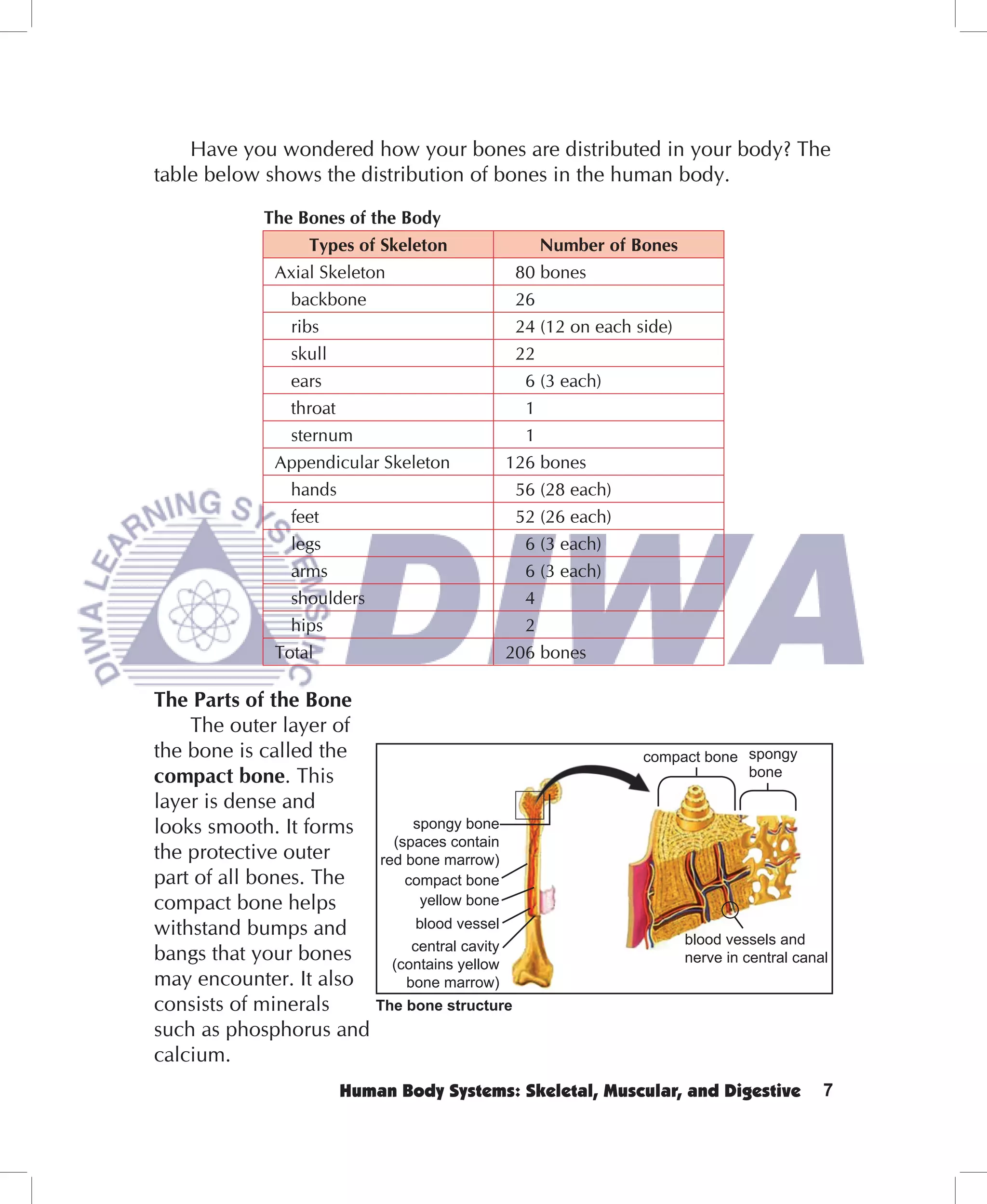 Have you wondered how your bones are distributed in your body? The
table below shows the distribution of bones in the human body.

            The Bones of the Body
                   Types of Skeleton         Number of Bones
              Axial Skeleton              80 bones
                backbone                  26
                ribs                      24 (12 on each side)
                skull                     22
                ears                       6 (3 each)
                throat                     1
                sternum                    1
              Appendicular Skeleton      126 bones
                hands                     56 (28 each)
                feet                      52 (26 each)
                legs                       6 (3 each)
                arms                       6 (3 each)
                shoulders                  4
                hips                       2
              Total                      206 bones

The Parts of the Bone
    The outer layer of
the bone is called the                                   compact bone spongy
compact bone. This                                                    bone

layer is dense and
looks smooth. It forms      spongy bone
                         (spaces contain
the protective outer   red bone marrow)
part of all bones. The     compact bone
compact bone helps           yellow bone
withstand bumps and          blood vessel
                            central cavity                       blood vessels and
bangs that your bones    (contains yellow                        nerve in central canal
may encounter. It also     bone marrow)
consists of minerals   The bone structure
such as phosphorus and
calcium.
                      Human Body Systems: Skeletal, Muscular, and Digestive           7
 