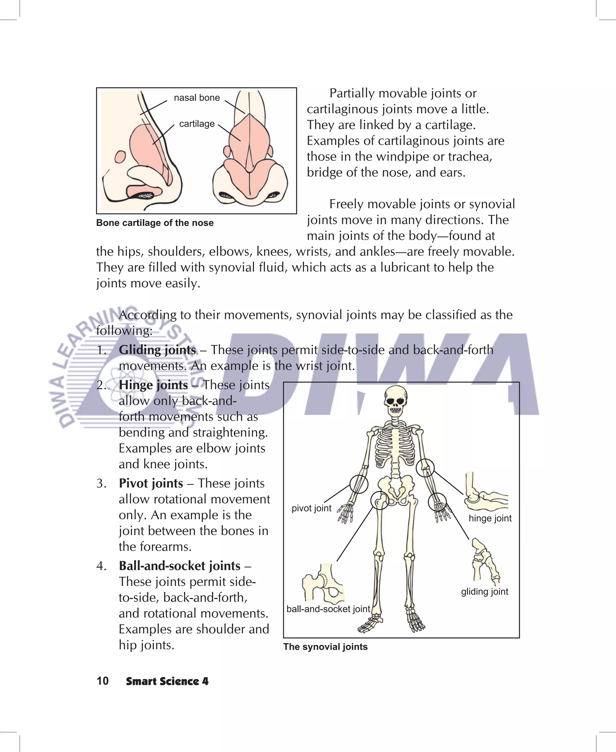 nasal bone                    Partially movable joints or
                                       cartilaginous joints move a little.
               cartilage               They are linked by a cartilage.
                                       Examples of cartilaginous joints are
                                       those in the windpipe or trachea,
                                       bridge of the nose, and ears.

                                           Freely movable joints or synovial
Bone cartilage of the nose             joints move in many directions. The
                                       main joints of the body—found at
the hips, shoulders, elbows, knees, wrists, and ankles—are freely movable.
They are filled with synovial fluid, which acts as a lubricant to help the
joints move easily.

     According to their movements, synovial joints may be classified as the
following:
1. Gliding joints – These joints permit side-to-side and back-and-forth
     movements. An example is the wrist joint.
2. Hinge joints – These joints
     allow only back-and-
     forth movements such as
     bending and straightening.
     Examples are elbow joints
     and knee joints.
3. Pivot joints – These joints
     allow rotational movement
                                  pivot joint
     only. An example is the                                        hinge joint
     joint between the bones in
     the forearms.
4. Ball-and-socket joints –
     These joints permit side-
                                                                  gliding joint
     to-side, back-and-forth,
     and rotational movements. ball-and-socket joint
     Examples are shoulder and
     hip joints.                 The synovial joints


10   Smart Science 4
 