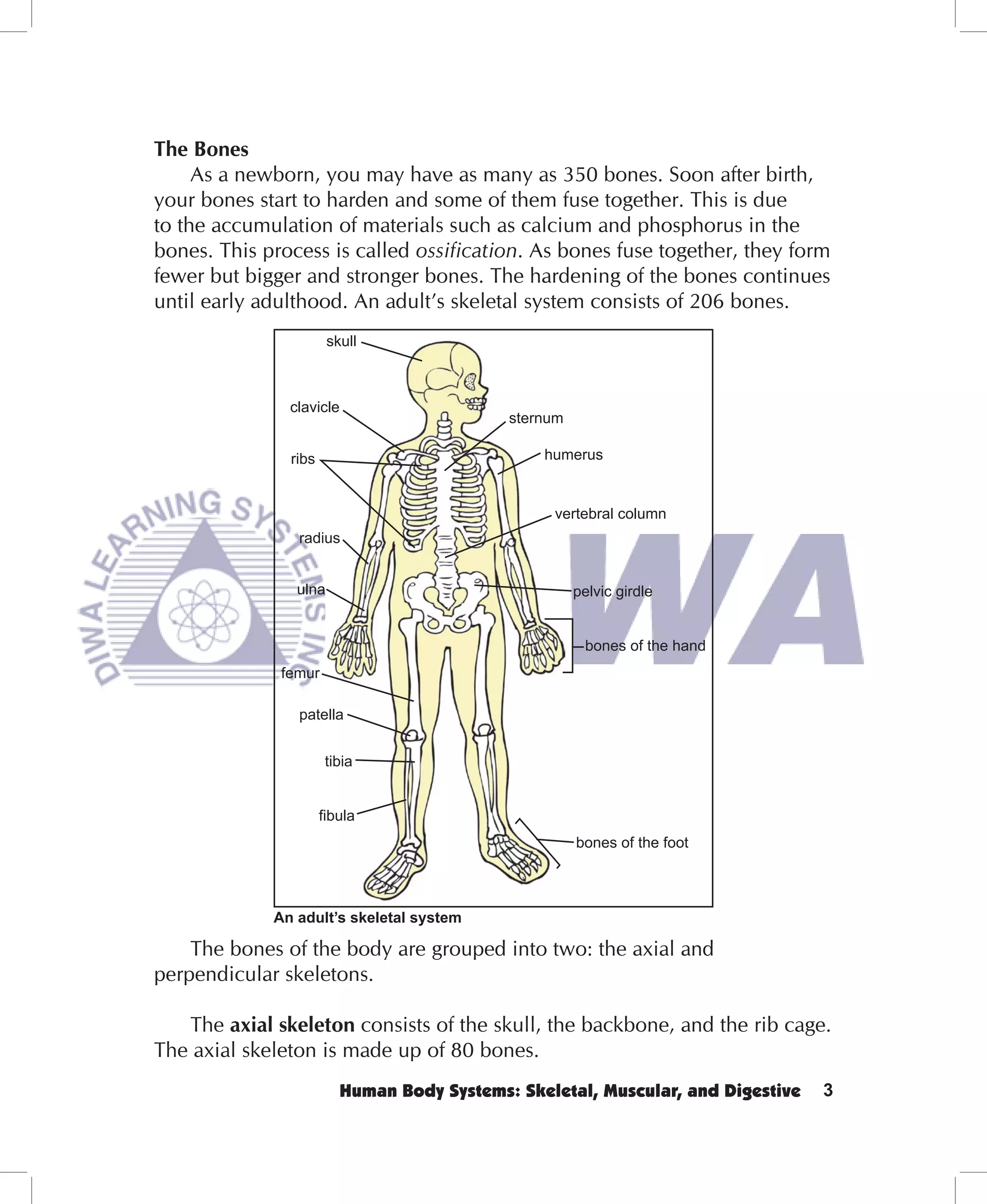 The Bones
     As a newborn, you may have as many as 350 bones. Soon after birth,
your bones start to harden and some of them fuse together. This is due
to the accumulation of materials such as calcium and phosphorus in the
bones. This process is called ossification. As bones fuse together, they form
fewer but bigger and stronger bones. The hardening of the bones continues
until early adulthood. An adult’s skeletal system consists of 206 bones.
                       skull



               clavicle
                                            sternum

               ribs                             humerus


                                                 vertebral column
                radius


                ulna                                  pelvic girdle


                                                       bones of the hand
              femur

                patella


                      tibia


                      ﬁbula
                                                      bones of the foot



             An adult’s skeletal system

    The bones of the body are grouped into two: the axial and
perpendicular skeletons.

   The axial skeleton consists of the skull, the backbone, and the rib cage.
The axial skeleton is made up of 80 bones.
                         Human Body Systems: Skeletal, Muscular, and Digestive   3
 