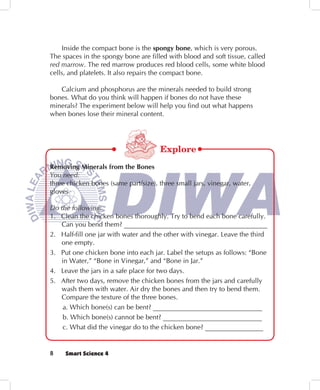Inside the compact bone is the spongy bone, which is very porous.
The spaces in the spongy bone are filled with blood and soft tissue, called
red marrow. The red marrow produces red blood cells, some white blood
cells, and platelets. It also repairs the compact bone.

   Calcium and phosphorus are the minerals needed to build strong
bones. What do you think will happen if bones do not have these
minerals? The experiment below will help you find out what happens
when bones lose their mineral content.




                                      Explore
Removing Minerals from the Bones
You need:
three chicken bones (same part/size), three small jars, vinegar, water,
gloves

Do the following:
1. Clean the chicken bones thoroughly. Try to bend each bone carefully.
   Can you bend them? __________________________________________
2. Half-fill one jar with water and the other with vinegar. Leave the third
   one empty.
3. Put one chicken bone into each jar. Label the setups as follows: “Bone
   in Water,” “Bone in Vinegar,” and “Bone in Jar.”
4. Leave the jars in a safe place for two days.
5. After two days, remove the chicken bones from the jars and carefully
   wash them with water. Air dry the bones and then try to bend them.
   Compare the texture of the three bones.
    a. Which bone(s) can be bent? ________________________________
    b. Which bone(s) cannot be bent? _____________________________
    c. What did the vinegar do to the chicken bone? _________________


8    Smart Science 4
 