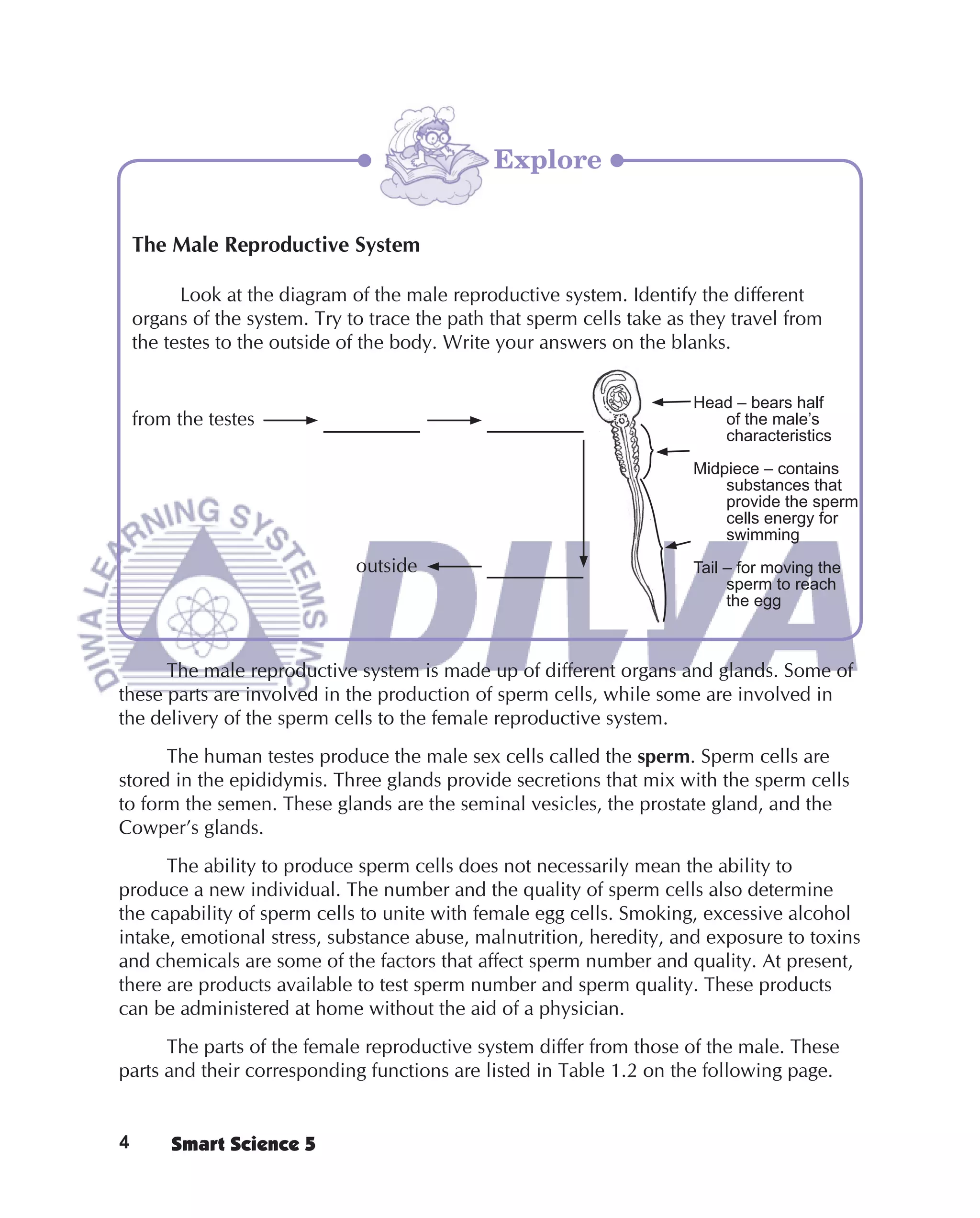 Explore


    The Male Reproductive System

          Look at the diagram of the male reproductive system. Identify the different
    organs of the system. Try to trace the path that sperm cells take as they travel from
    the testes to the outside of the body. Write your answers on the blanks.


                                                                         Head – bears half
    from the testes                                                         of the male’s
                                                                            characteristics

                                                                         Midpiece – contains
                                                                             substances that
                                                                             provide the sperm
                                                                             cells energy for
                                                                             swimming
                               outside                                   Tail – for moving the
                                                                              sperm to reach
                                                                              the egg



      The male reproductive system is made up of different organs and glands. Some of
these parts are involved in the production of sperm cells, while some are involved in
the delivery of the sperm cells to the female reproductive system.
      The human testes produce the male sex cells called the sperm. Sperm cells are
stored in the epididymis. Three glands provide secretions that mix with the sperm cells
to form the semen. These glands are the seminal vesicles, the prostate gland, and the
Cowper’s glands.
      The ability to produce sperm cells does not necessarily mean the ability to
produce a new individual. The number and the quality of sperm cells also determine
the capability of sperm cells to unite with female egg cells. Smoking, excessive alcohol
intake, emotional stress, substance abuse, malnutrition, heredity, and exposure to toxins
and chemicals are some of the factors that affect sperm number and quality. At present,
there are products available to test sperm number and sperm quality. These products
can be administered at home without the aid of a physician.
      The parts of the female reproductive system differ from those of the male. These
parts and their corresponding functions are listed in Table 1.2 on the following page.


4       Smart Science 5
 