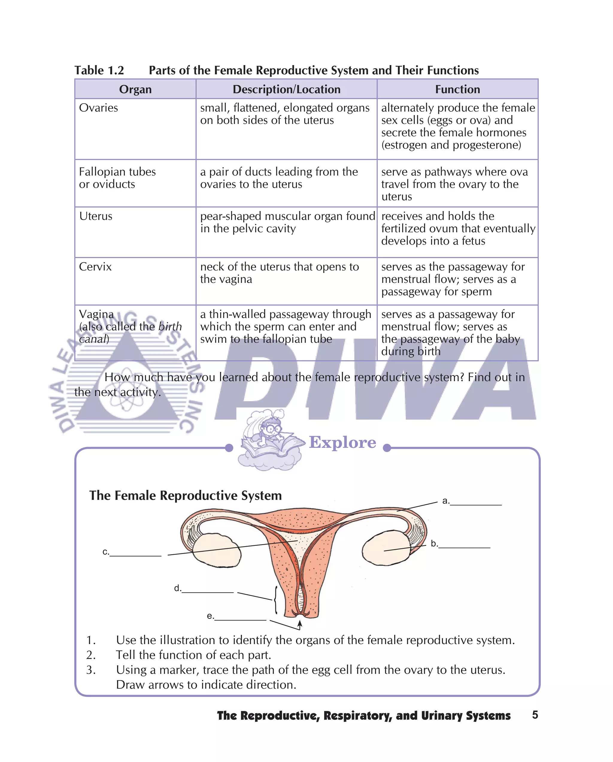 Table 1.2       Parts of the Female Reproductive System and Their Functions
          Organ                  Description/Location                   Function
Ovaries                    small, ﬂattened, elongated organs alternately produce the female
                           on both sides of the uterus       sex cells (eggs or ova) and
                                                             secrete the female hormones
                                                             (estrogen and progesterone)

Fallopian tubes            a pair of ducts leading from the   serve as pathways where ova
or oviducts                ovaries to the uterus              travel from the ovary to the
                                                              uterus
Uterus                     pear-shaped muscular organ found receives and holds the
                           in the pelvic cavity             fertilized ovum that eventually
                                                            develops into a fetus

Cervix                     neck of the uterus that opens to   serves as the passageway for
                           the vagina                         menstrual ﬂow; serves as a
                                                              passageway for sperm
Vagina                     a thin-walled passageway through serves as a passageway for
(also called the birth     which the sperm can enter and    menstrual ﬂow; serves as
canal)                     swim to the fallopian tube       the passageway of the baby
                                                            during birth

      How much have you learned about the female reproductive system? Find out in
the next activity.



                                                 Explore


  The Female Reproductive System                                         a.__________



                                                                       b.__________
       c.__________


                      d.__________

                            e.__________

  1.     Use the illustration to identify the organs of the female reproductive system.
  2.     Tell the function of each part.
  3.     Using a marker, trace the path of the egg cell from the ovary to the uterus.
         Draw arrows to indicate direction.

                              The Reproductive, Respiratory, and Urinary Systems             5
 