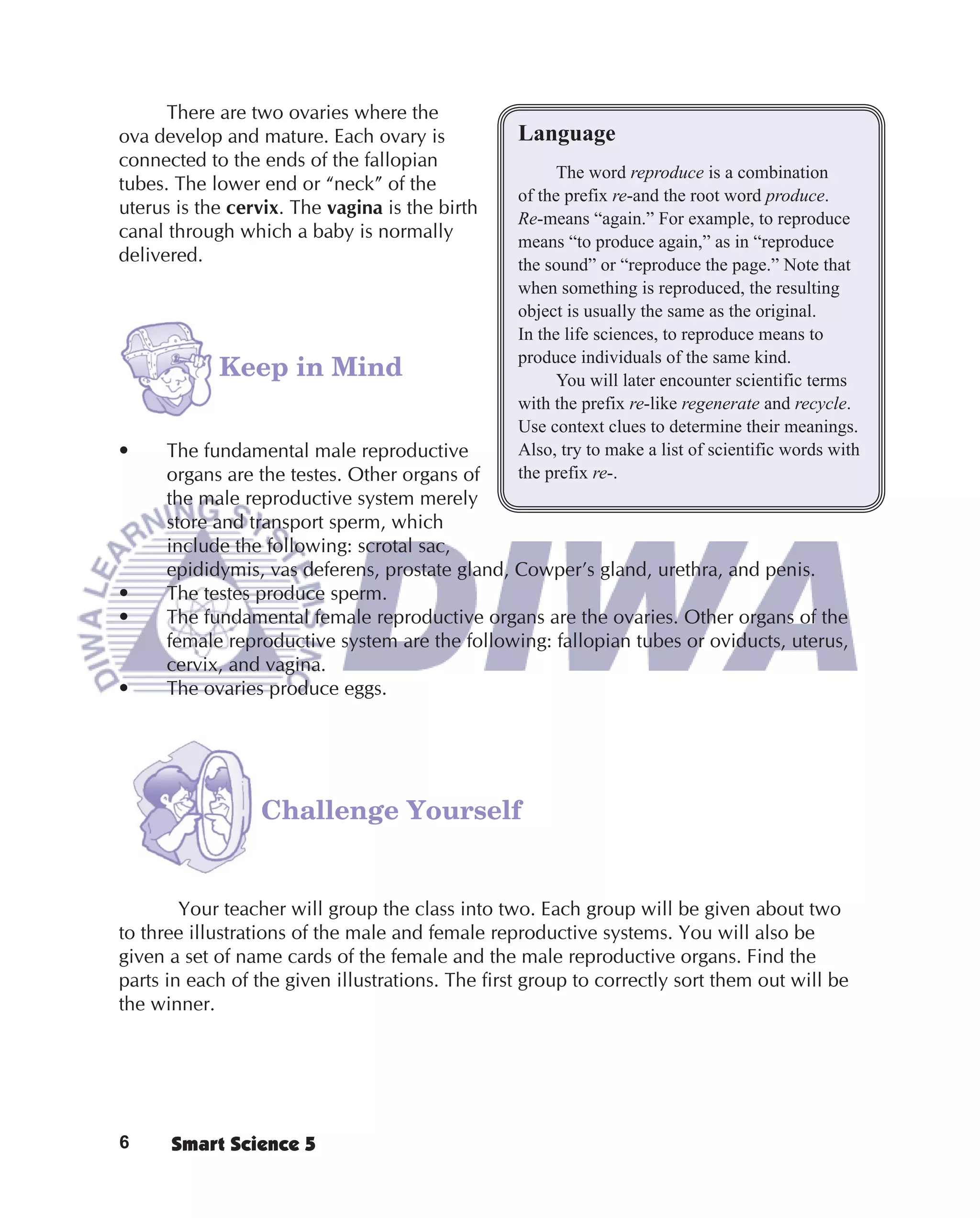 There are two ovaries where the
ova develop and mature. Each ovary is            Language
connected to the ends of the fallopian
                                                       The word reproduce is a combination
tubes. The lower end or “neck” of the
                                                 of the prefix re-and the root word produce.
uterus is the cervix. The vagina is the birth
                                                 Re-means “again.” For example, to reproduce
canal through which a baby is normally           means “to produce again,” as in “reproduce
delivered.                                       the sound” or “reproduce the page.” Note that
                                                 when something is reproduced, the resulting
                                                 object is usually the same as the original.
                                                 In the life sciences, to reproduce means to
                                                 produce individuals of the same kind.
            Keep in Mind                               You will later encounter scientific terms
                                                 with the prefix re-like regenerate and recycle.
                                                 Use context clues to determine their meanings.
•    The fundamental male reproductive           Also, try to make a list of scientific words with
     organs are the testes. Other organs of      the prefix re-.
     the male reproductive system merely
     store and transport sperm, which
     include the following: scrotal sac,
     epididymis, vas deferens, prostate gland, Cowper’s gland, urethra, and penis.
•    The testes produce sperm.
•    The fundamental female reproductive organs are the ovaries. Other organs of the
     female reproductive system are the following: fallopian tubes or oviducts, uterus,
     cervix, and vagina.
•    The ovaries produce eggs.




                 Challenge Yourself


        Your teacher will group the class into two. Each group will be given about two
to three illustrations of the male and female reproductive systems. You will also be
given a set of name cards of the female and the male reproductive organs. Find the
parts in each of the given illustrations. The ﬁrst group to correctly sort them out will be
the winner.




6     Smart Science 5
 