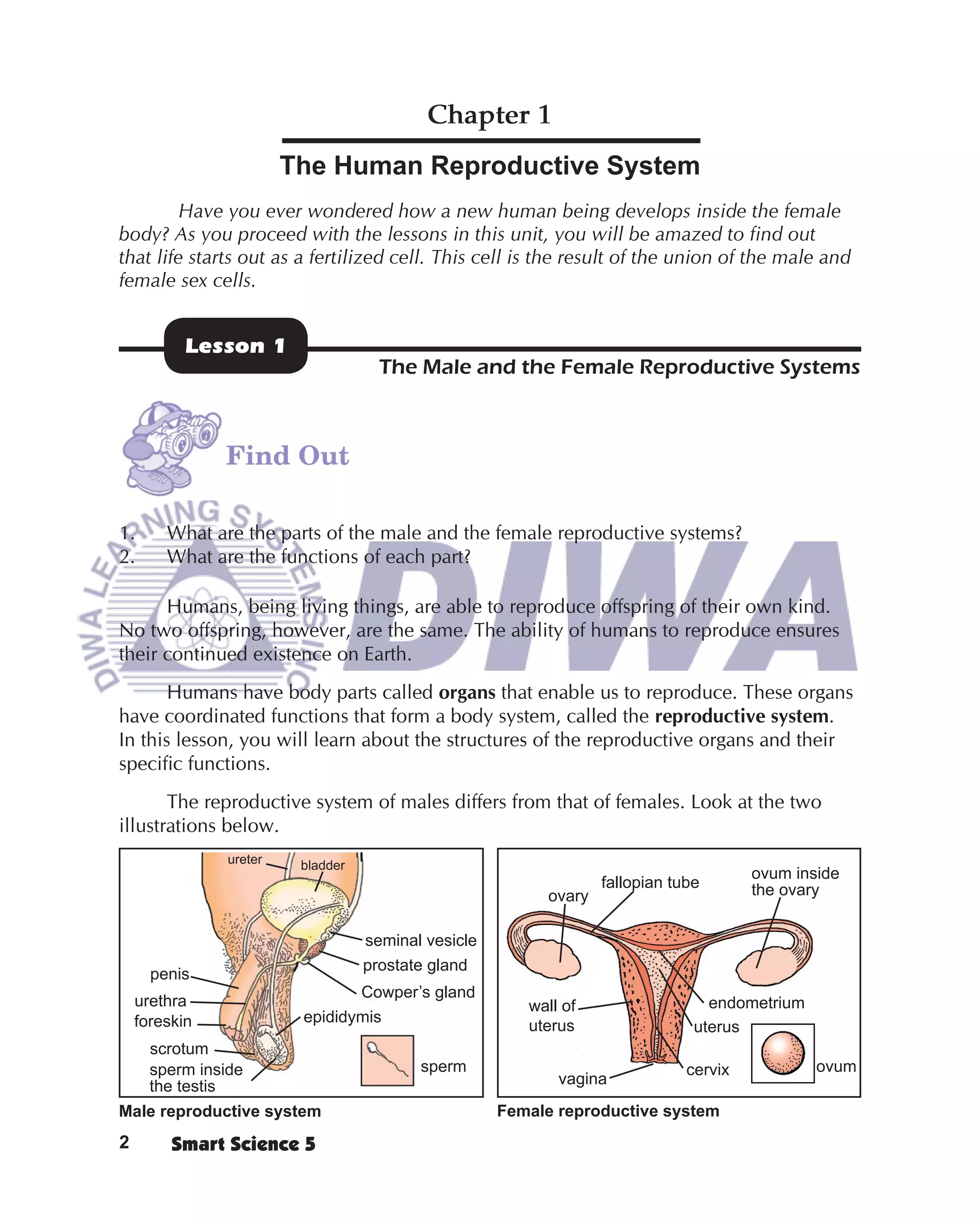 Chapter 1
                         The Human Reproductive System
         Have you ever wondered how a new human being develops inside the female
body? As you proceed with the lessons in this unit, you will be amazed to find out
that life starts out as a fertilized cell. This cell is the result of the union of the male and
female sex cells.


          Lesson 1
                                      The Male and the Female Reproductive Systems



               Find Out

1.      What are the parts of the male and the female reproductive systems?
2.      What are the functions of each part?

      Humans, being living things, are able to reproduce offspring of their own kind.
No two offspring, however, are the same. The ability of humans to reproduce ensures
their continued existence on Earth.
       Humans have body parts called organs that enable us to reproduce. These organs
have coordinated functions that form a body system, called the reproductive system.
In this lesson, you will learn about the structures of the reproductive organs and their
speciﬁc functions.
       The reproductive system of males differs from that of females. Look at the two
illustrations below.
                ureter    bladder
                                                                                        ovum inside
                                                                   fallopian tube       the ovary
                                                           ovary

                                    seminal vesicle
                                    prostate gland
      penis
                                    Cowper’s gland
    urethra                                              wall of                  endometrium
    foreskin              epididymis
                                                         uterus                 uterus
      scrotum
      sperm inside                         sperm                               cervix           ovum
      the testis                                             vagina
Male reproductive system                              Female reproductive system
2        Smart Science 5
 