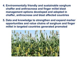 Delivering new sorghum and finger millet innovations for food security and improving livelihoods in eastern Africa 