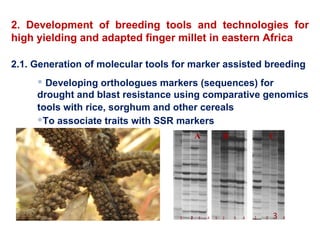 Delivering new sorghum and finger millet innovations for food security and improving livelihoods in eastern Africa 