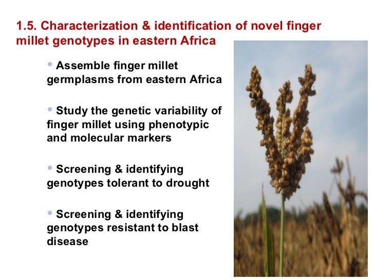 Delivering new and finger millet innovations for food securit…