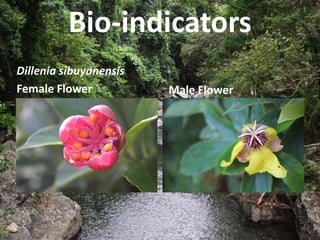 Bio-indicators
Dillenia sibuyanensis
Female Flower Male Flower
 
