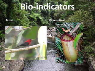 Bio-indicators
Tamsi Pitsel-pitsel
 