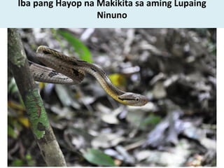 Iba pang Hayop na Makikita sa aming Lupaing
Ninuno
 