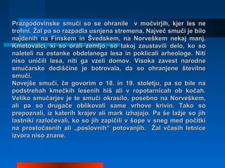 Prazgodovinske smuči so se ohranile v močvirjih, kjer les nePrazgodovinske smuči so se ohranile v močvirjih, kjer les ne
t...