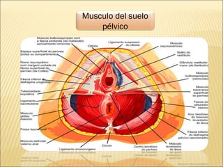 Musculo del suelo
pélvico
 