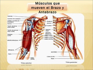 Músculos que
mueven el Brazo y
Antebrazo
 