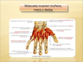 Músculos mueven muñeca,
mano y dedos
 