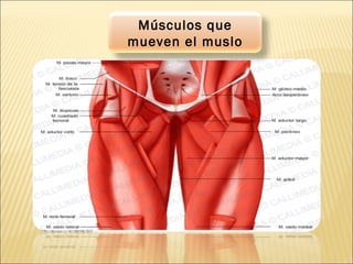 Músculos que
mueven el muslo
 