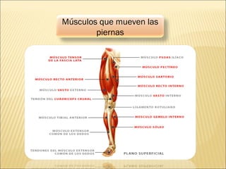 Músculos que mueven las
piernas
 