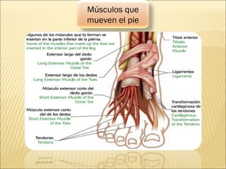 Músculos que
mueven el pie
 