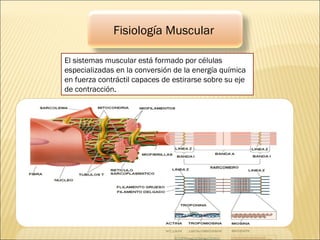 Fisiología Muscular
El sistemas muscular está formado por células
especializadas en la conversión de la energía química
en fuerza contráctil capaces de estirarse sobre su eje
de contracción.
 