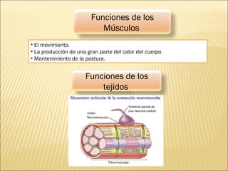 Funciones de los
Músculos
• El movimiento.
• La producción de una gran parte del calor del cuerpo
• Mantenimiento de la postura.
Funciones de los
tejidos
 