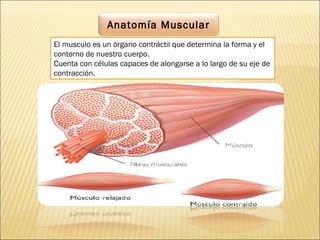 Anatomía Muscular
El musculo es un órgano contráctil que determina la forma y el
contorno de nuestro cuerpo.
Cuenta con células capaces de alongarse a lo largo de su eje de
contracción.
 