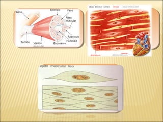 Tejido Muscular Esquelético
Puede describirse como musculo
voluntario o estriado y se
denomina voluntario debido a que
se contrae de forma voluntaria.
Tejido Muscular Esquelético
Puede describirse como musculo
voluntario o estriado y se
denomina voluntario debido a que
se contrae de forma voluntaria.
Tejido Muscular Liso
Este describe como visceral o involuntario y
no esta bajo el control de la voluntad. Se
encuentra en las paredes de los vasos
sanguíneos y linfáticos, el tubo digestivo,
las vías respiratorias, la vejiga, las vías
biliares y el útero.
Tejido Muscular Liso
Este describe como visceral o involuntario y
no esta bajo el control de la voluntad. Se
encuentra en las paredes de los vasos
sanguíneos y linfáticos, el tubo digestivo,
las vías respiratorias, la vejiga, las vías
biliares y el útero.
Tejido Muscular cardiaco
Este tipo de tejido muscular se encuentra
exclusivamente en la pared del corazón y no
esta bajo el control voluntario sino por
automatismo. Entre las capas de las fibras
musculares cardiacas, las células contráctiles
del corazón, se ubican láminas de tejido
conectivo que contienen vasos sanguíneos,
nervio y el sistema de conducción del corazón.
Tejido Muscular cardiaco
Este tipo de tejido muscular se encuentra
exclusivamente en la pared del corazón y no
esta bajo el control voluntario sino por
automatismo. Entre las capas de las fibras
musculares cardiacas, las células contráctiles
del corazón, se ubican láminas de tejido
conectivo que contienen vasos sanguíneos,
nervio y el sistema de conducción del corazón.
 