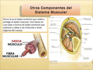Otros Componentes del
Sistema Muscular
Como lo es el tejido conectivo que rodea y
protege al tejido muscular. Una fascia es
una capa o lamina de tejido conectivo que
sostiene y rodea a los músculos y otros
órganos del cuerpo.
La fascia superficial, que
separa al musculo de la piel, se
compone de tejido
conectivo areolar y tejido
adiposo. Provee una vía para el
ingreso y egreso de nervios,
vasos sanguíneos y vasos
linfáticos al musculo
La fascia profunda es un
tejido conectivo denso e
irregular que reviste las
paredes del tronco y de los
miembros, y mantiene juntos a
los músculos con funciones
similares. Desde la fascia
profunda se extienden tres
capas de tejido conectivo para
proteger y fortalecer el musculo
esquelético.
La fascia profunda es un
tejido conectivo denso e
irregular que reviste las
paredes del tronco y de los
miembros, y mantiene juntos a
los músculos con funciones
similares. Desde la fascia
profunda se extienden tres
capas de tejido conectivo para
proteger y fortalecer el musculo
esquelético.
 